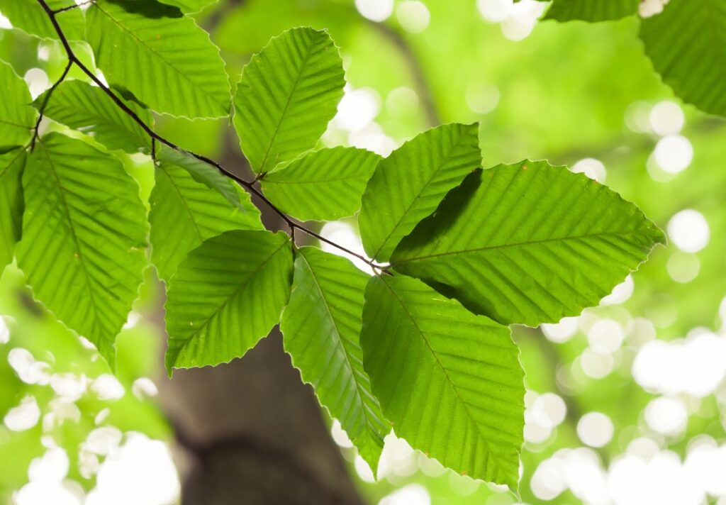 7 Amazing Health Benefits of Beech and How to Make Beech Leaf Tea for Inflammation 3 Health Benefits of Beech and How to Make Beech Leaf Tea for Inflammation - MyNaturalTreatment