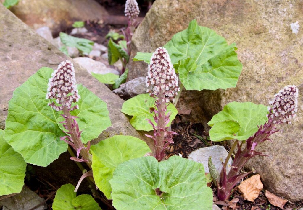 5 Amazing Health Benefits of Butterbur Flowers - Butterbur Natural Remedies 5 Health Benefits of Butterbur Flowers – Butterbur Natural Remedies - MyNaturalTreatment
