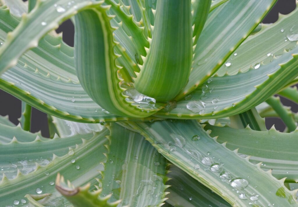 How to Use Candelabra Aloe for Digestive Problems 3 Candelabra Aloe Uses - How to Use Candelabra Aloe for Digestive Problems - MyNaturalTreatment