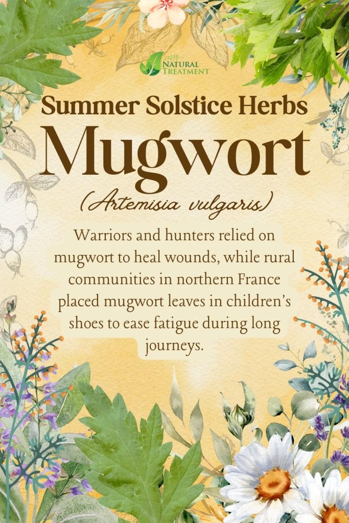 6 Powerful Summer Solstice Herbs and Their Uses - Ancient Celtic Remedies 4 Mugwort - Powerful Summer Solstice Herbs and Their Uses - Ancient Celtic Remedies - myNaturalTreatment.com