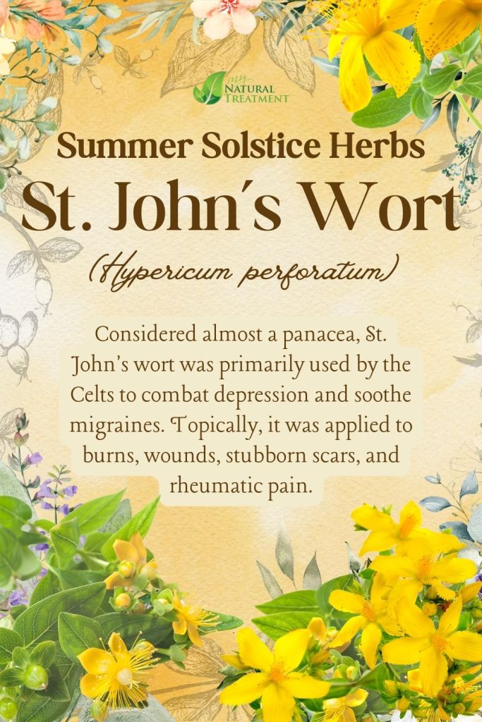 6 Powerful Summer Solstice Herbs and Their Uses - Ancient Celtic Remedies 14 St Johns wort - Powerful Summer Solstice Herbs and Their Uses - Ancient Celtic Remedies - myNaturalTreatment.com