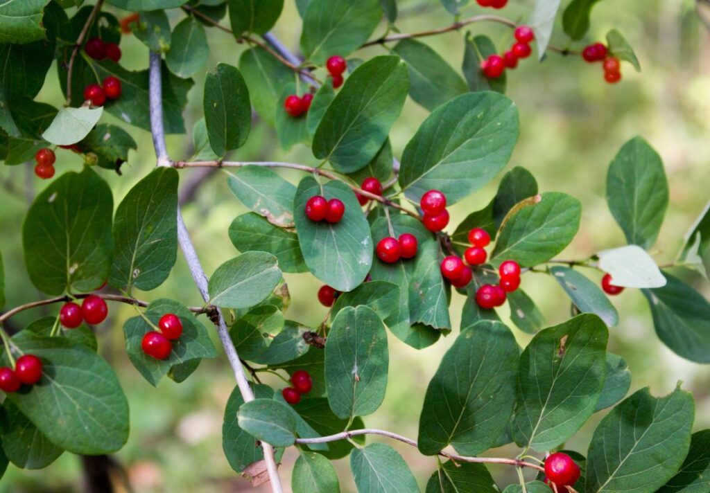 How to Use Alder Buckthorn Bark for Constipation 3 How to Use Alder Buckthorn Bark for Constipation - MyNaturalTreatment