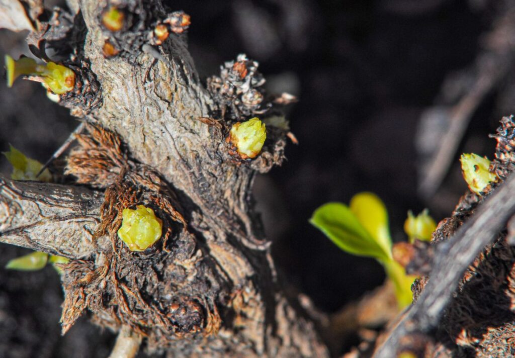 How to Use Barberry Bark for Gallbladder Conditions 3 How to Use Barberry Bark for Gallbladder Conditions - MyNaturalTreatment - MyNaturalTreatment