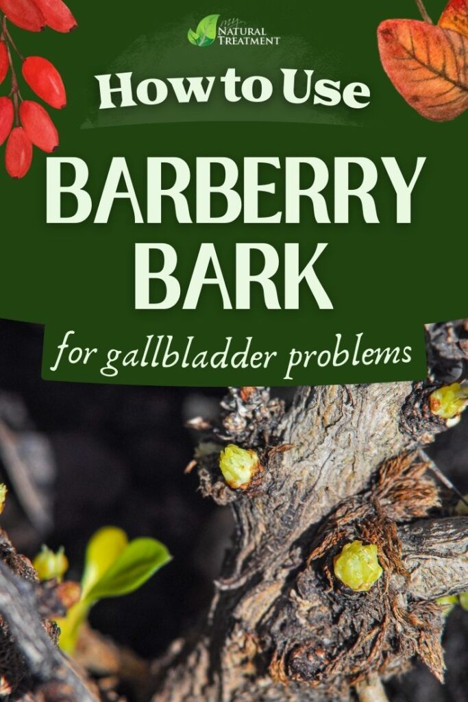 How to Use Barberry Bark for Gallbladder Conditions 4 How to Use Barberry Bark for Gallbladder Conditions - MyNaturalTreatment - MyNaturalTreatment