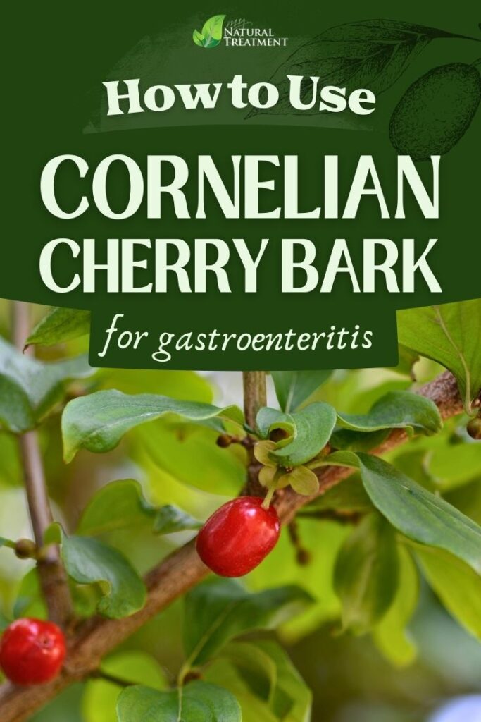 How to Use Cornelian Cherry Bark for Gastroenteritis 5 How to Use Cornelian Cherry Bark for Gastroenteritis - MyNaturalTreatment