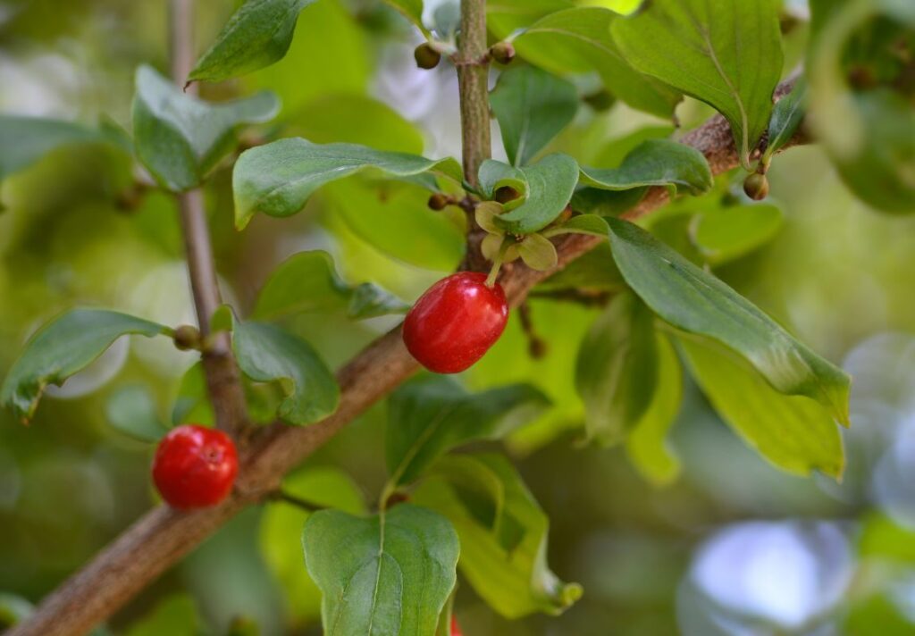 How to Use Cornelian Cherry Bark for Gastroenteritis 3 How to Use Cornelian Cherry Bark for Gastroenteritis - MyNaturalTreatment