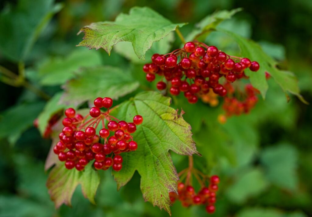 How to Use Guelder-Rose Bark as Medicine 3 How to Use Guelder-Rose Bark as Medicine - MyNaturalTreatment