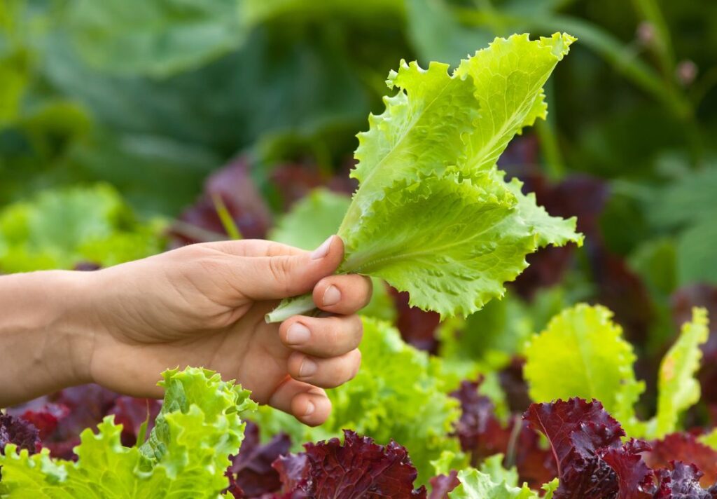 10 Best Natural Sources of B12 - Does The Body Produce B12? 6 The Best Natural Sources of B12 - Does The Body Produce B12?