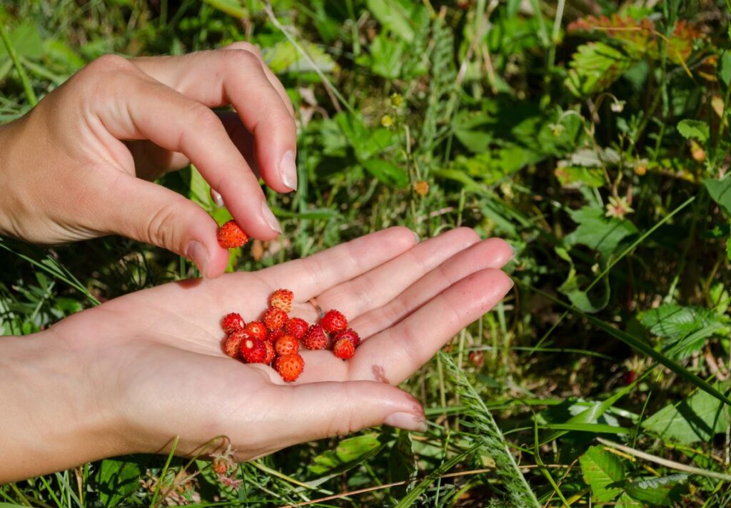 10 Best Natural Sources of B12 - Does The Body Produce B12? 3 The Best Natural Sources of B12 - Does The Body Produce B12?