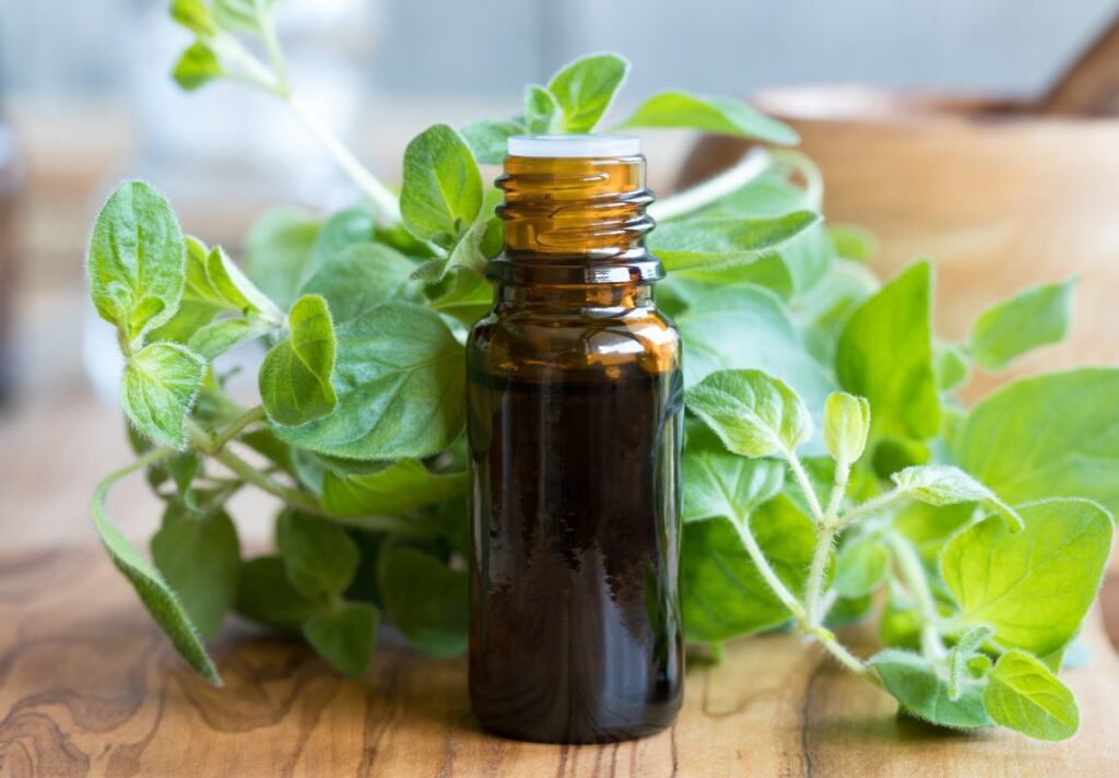 6 Health Uses of Oregano Oil & The Truth about Essential Oils 3 6 Health Uses of Oregano Oil & The Truth about Essential Oils - Why Essential Oils are Bad for you - MyNaturalTreatment