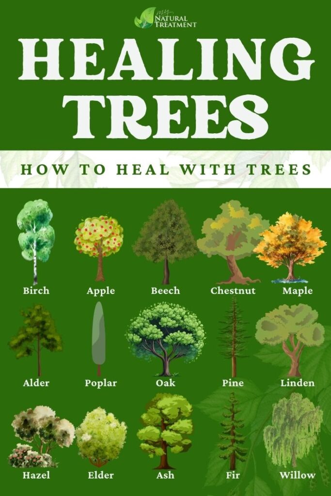 15 Healing Trees and How to Use Them for Emotional Healing 5 15 Healing Trees and How to Use Them for Emotional Healing - MyNaturalTreatment.com